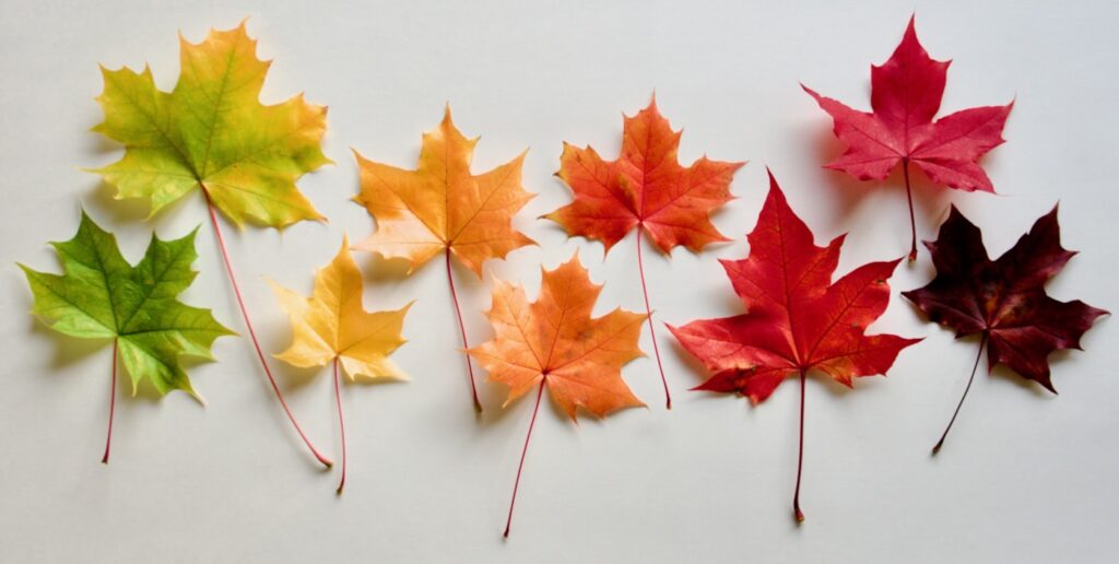 Fall leaves of all colors